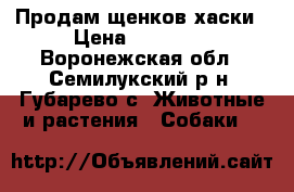 Продам щенков хаски › Цена ­ 10 000 - Воронежская обл., Семилукский р-н, Губарево с. Животные и растения » Собаки   
